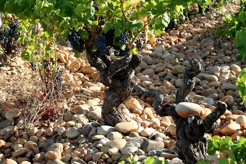 Old grenache vines heavy with grapes on a bed of round galet stones in Châteauneuf-du-Pape