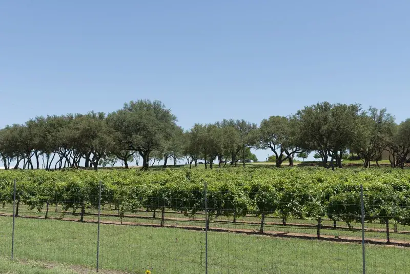 Vineyard rows under oak trees at a winery in the Texas Hill Country near Fredericksburg