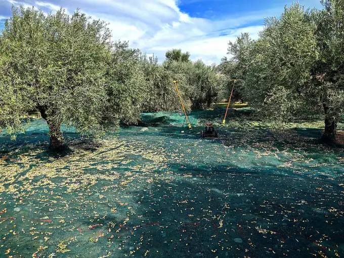 Harvest nets spread under olive trees in a grove in eastern Crete at harvest time